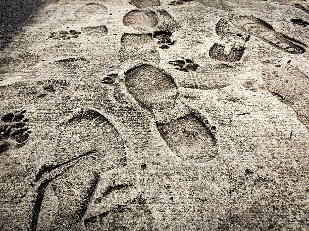 istock an and dog footprints on the cement floor 611609092