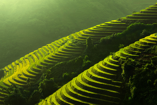 Terraced rice field of Mu Cang Chai, Yenbai, Vietnam