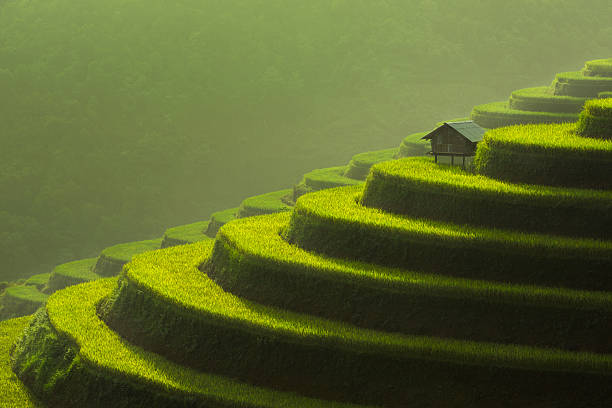 rice fields on terraced of mu cang chai, yenbai, vietnam - lao cai province bildbanksfoton och bilder