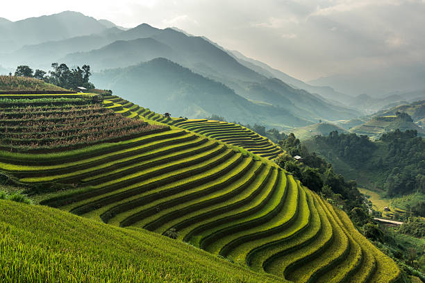 rice fields on terraced of mu cang chai, yenbai, vietnam - indonesia stok fotoğraflar ve resimler