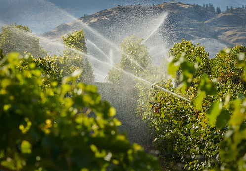 A vineyard gets irrigated at dusk in the Okanagan Valley, British Columbia, Canada.