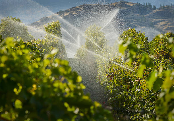 okanagan irrigation - watering place imagens e fotografias de stock