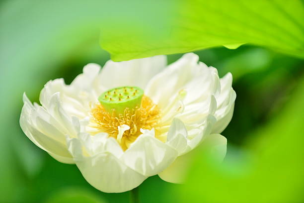 연꽃 - lotus root water lotus plant 뉴스 사진 이미지