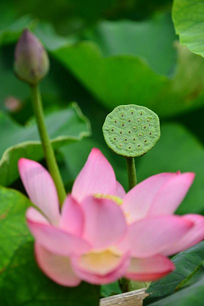 연꽃 - lotus root water lotus plant 뉴스 사진 이미지