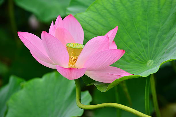 flor de loto  - lotus root fotos fotografías e imágenes de stock