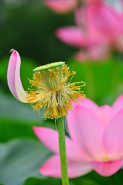 연꽃 - lotus root water lotus plant 뉴스 사진 이미지