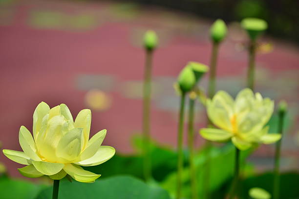 바하이 아이리스입니다  - lotus root water lotus plant 뉴스 사진 이미지