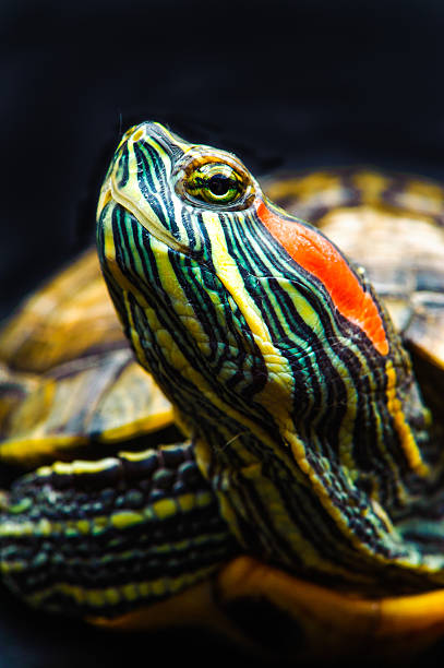 istock one Pond slider isolated on the black background 611611694