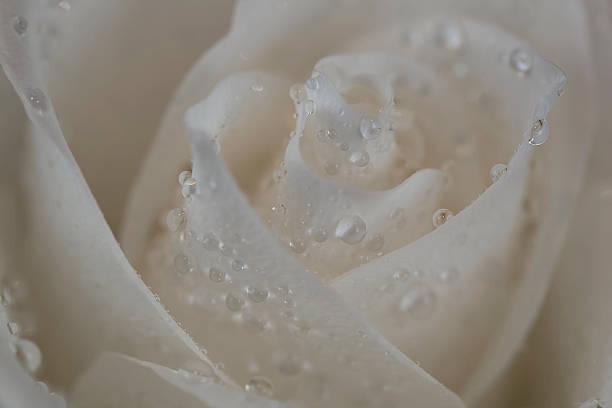 istock White rose with dew on the petals. 611612310