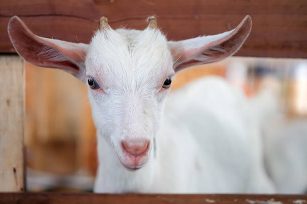 istock White goat in the stall are looking outside. 611612666