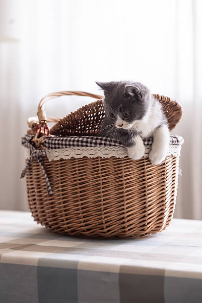 istock British Shorthair, kitten, shot indoors 611612774