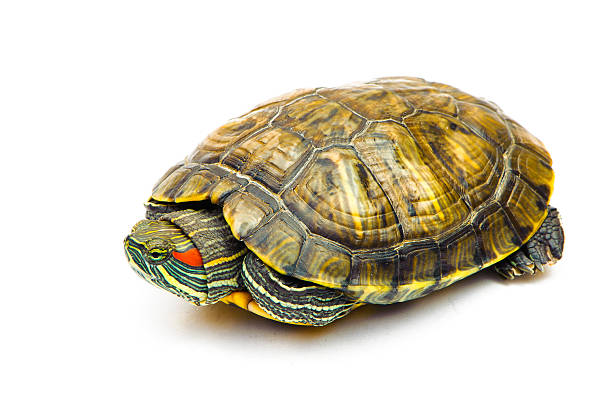 istock one Pond slider isolated on the white background 611612888