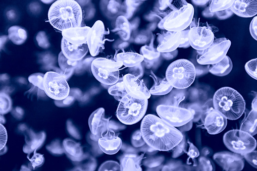 Group of jellyfishes