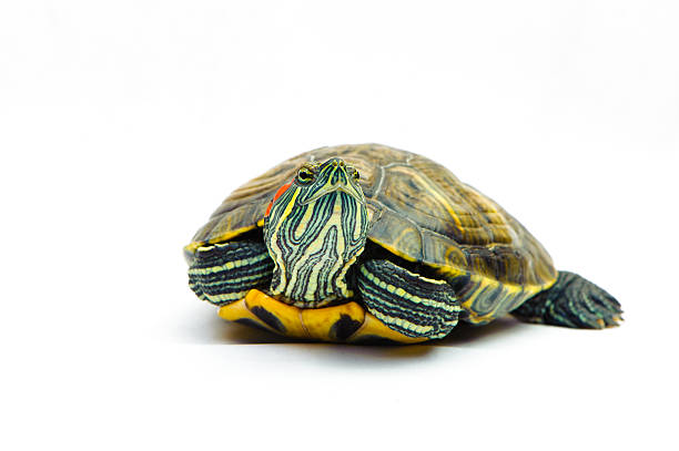 istock one Pond slider isolated on the white background 611613568