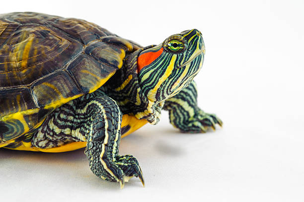 istock one Pond slider isolated on the white background 611614416
