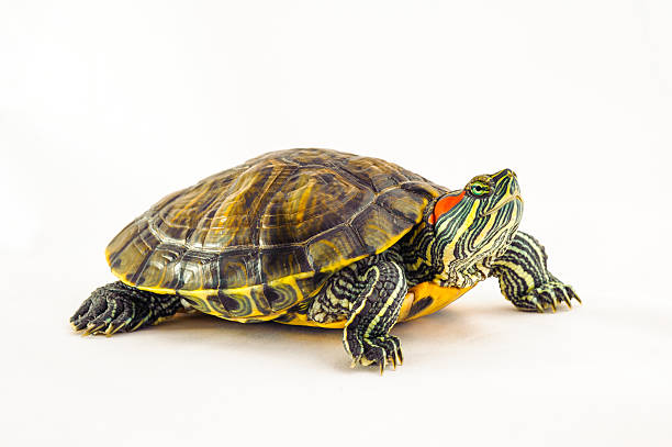 istock one Pond slider isolated on the white background 611614470