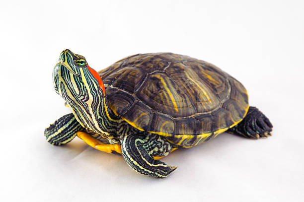 istock one Pond slider isolated on the white background 611614726