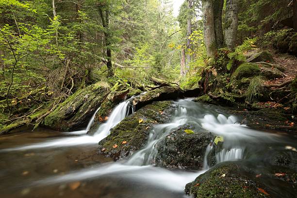 istock Forest brook in early autumn 611615360