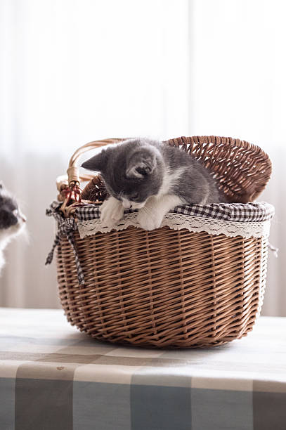 istock British Shorthair, kitten, shot indoors 611615978