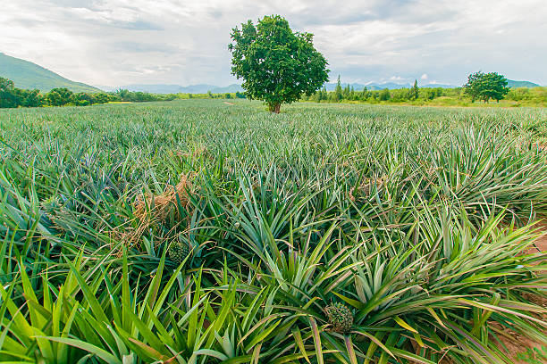 istock Pineapple farm , fruits field with beautiful sky 611616120