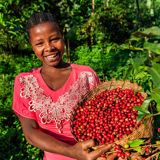 afrykańska kobieta trzymająca kosz pełen wiśni kawowych, afryka wschodnia - ethiopian coffee zdjęcia i obrazy z banku zdjęć