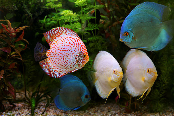 istock Discus (Symphysodon), multi-colored cichlids in the aquarium 611616602