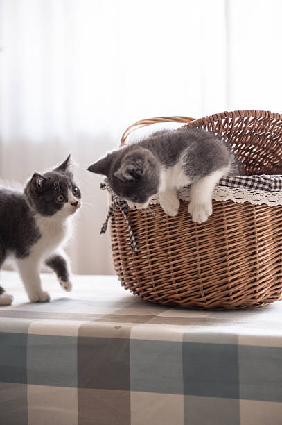 istock British Shorthair, kitten, shot indoors 611616634