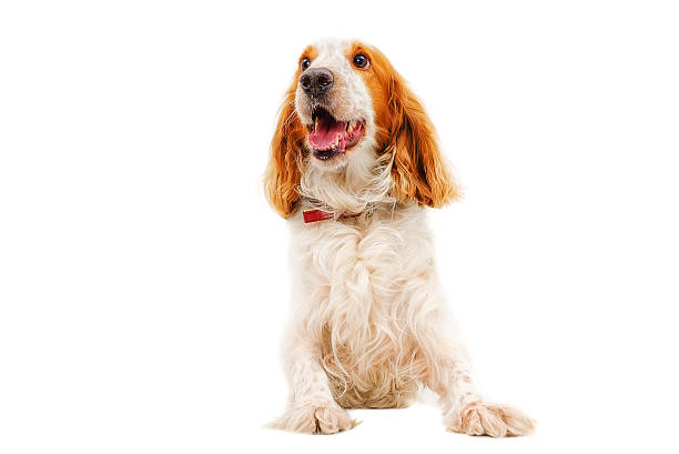 istock Portrait of charming Russian Spaniel 611617264