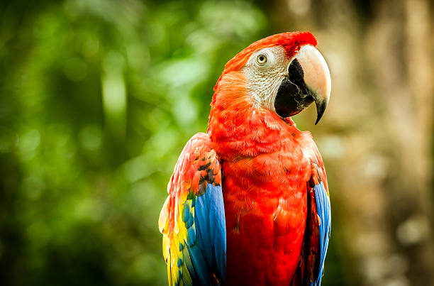 primo piano di pappagallo ara rossa e gialla  - macao foto e immagini stock