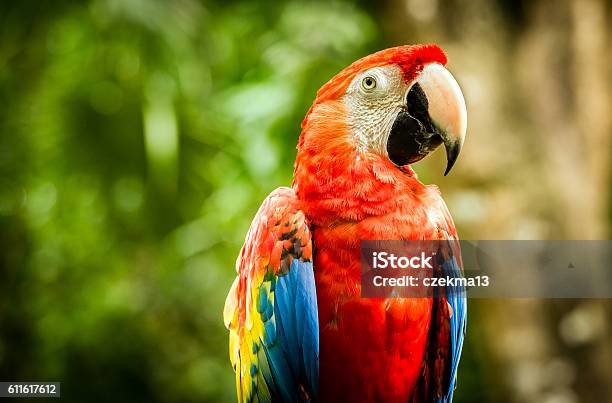 Close Up Of Scarlet Macaw Parrot Stock Photo - Download Image Now - Parrot, Macaw, Scarlet Macaw