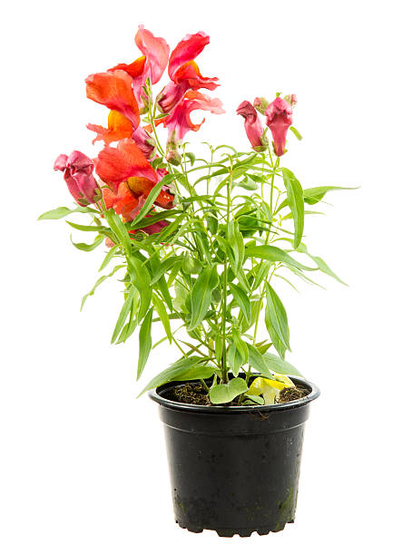 istock Isolated potted blue Antirrhinum flower 611618728