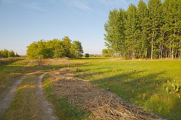 barren field in the countryside - dirtroad imagens e fotografias de stock