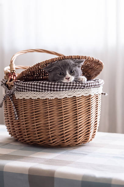 istock British Shorthair, kitten, shot indoors 611619580