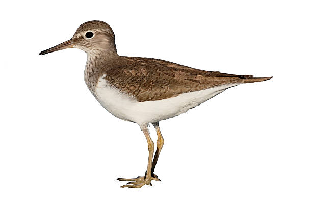 Common sandpiper, Tringa hypoleucos Common sandpiper, Tringa hypoleucos, single bird by water, Cyprus , April 2015 scolopacidae stock pictures, royalty-free photos & images