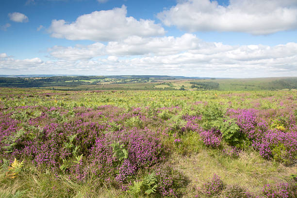 istock Open Countryside, North York Moors; Yorkshire 611620116