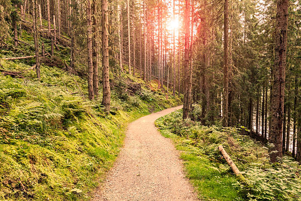 아름다운 태양광선과 함께 아침에 숲에서 걷는 길. - outline hiking woods forest 뉴스 사진 이미지