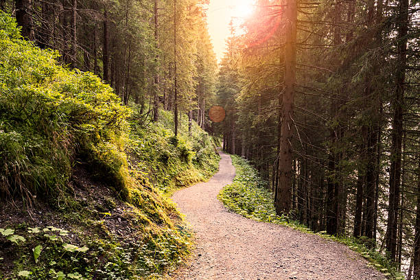 route en forêt au coucher du soleil, les rayons du soleil. - chemin photos et images de collection