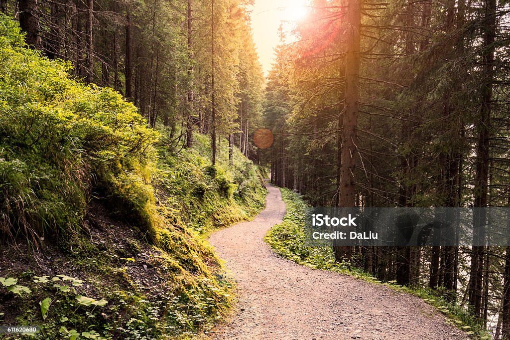 Forest Road Under Sunset Sunbeams. Footpath Stock Photo