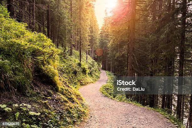 Forest Road Under Sunset Sunbeams Stock Photo - Download Image Now - Footpath, Hiking, Forest