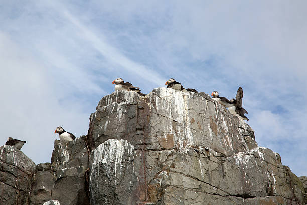 istock Puffin Nesting on Farne Islands, Northumberland 611620866