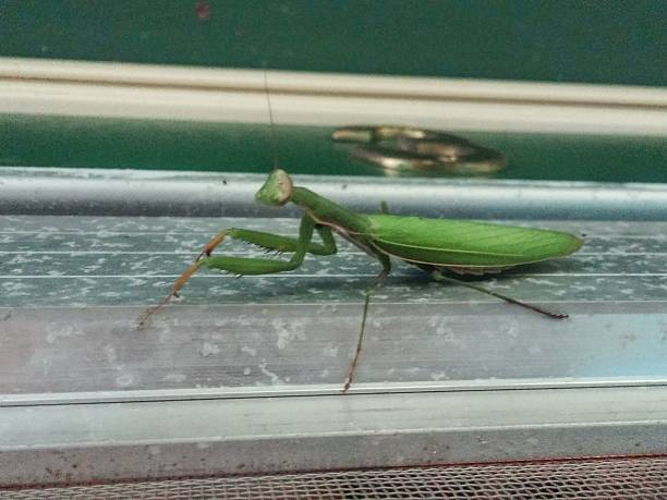 istock Endangered Insect Praying Mantis on House Front Screen Door 611620966
