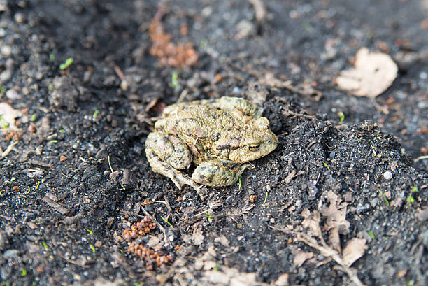 Toad at the ground.