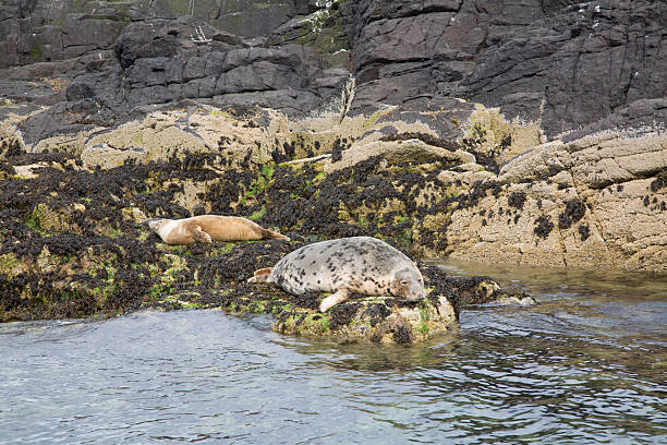 istock Seal Colony, Farne Island, Northumberland 611621624