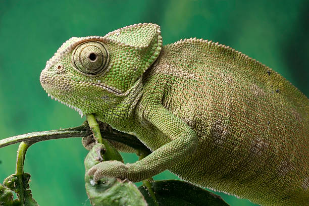 istock Chameleon in close up detail 611622364