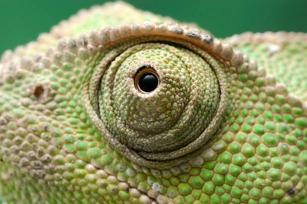 istock Chameleon in close up detail 611622390