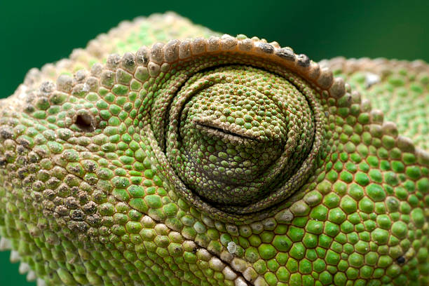 istock Chameleon in close up detail 611622410
