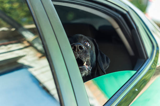 istock Dog Labrador waiting for a ride 611623026