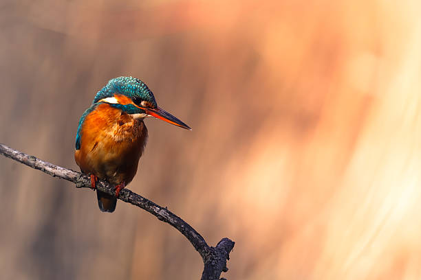 European kingfisher perched on a branch