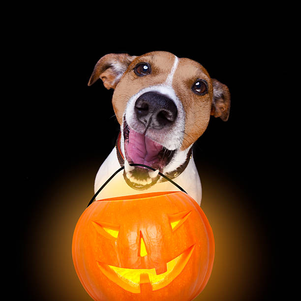 istock halloween pumpkin dog isolated on black 611624826