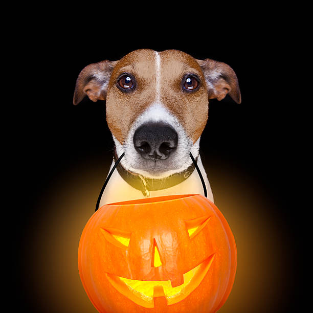 istock halloween pumpkin dog isolated on black 611624874